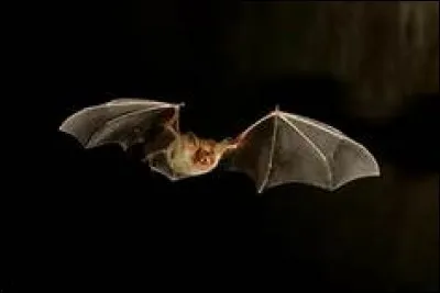 Comment s'appelle le mode d'orientation utilis&eacute; par les chauve-souris et leur permettant de se rep&eacute;rer la nuit ?