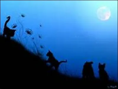 Que signifie le proverbe "La nuit, tous les chats sont gris" ?