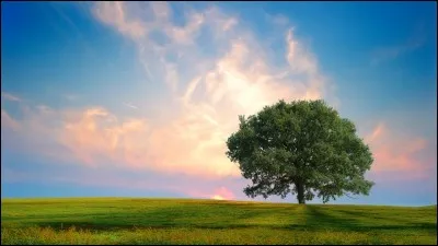 Une nuit, par qui Tristan et Iseult sont-ils épiés du haut de l'arbre ?