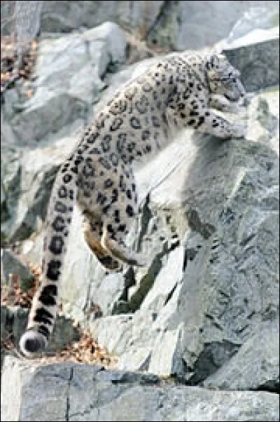 Quel est ce f&eacute;lin ?