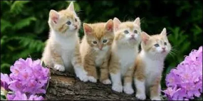 Lequel de ces animaux préfères-tu ?