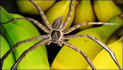 Quelle est la particularité de l'araignée banane ?