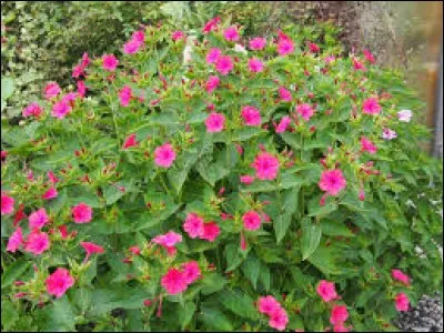 Comment cette fleur se nomme-t-elle ?