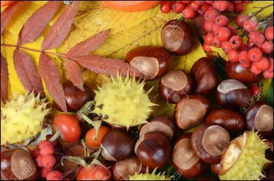 "Os" dans le langage enfantin : no...