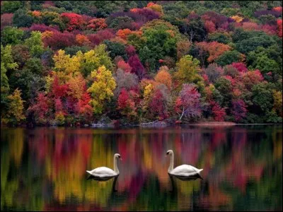 Cactus d'origine mexicaine, communément appelé figuier de barbarie, cultivé pour ses fruits comestibles : no...