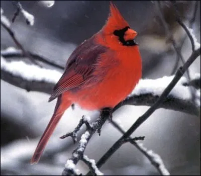 Quel est ce magnifique passereau rouge ?