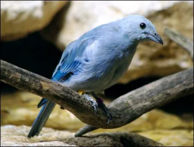 Quel est ce bel oiseau bleu sur l'image ?