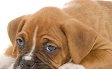 Quiz Races de chiens