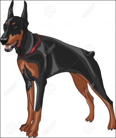 Quelle est la race de ce chien ?