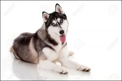 Quelle est la race de ce chien ?