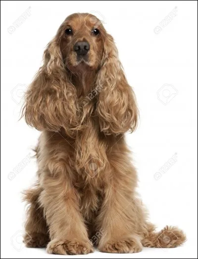 Quelle est la race de ce chien ?