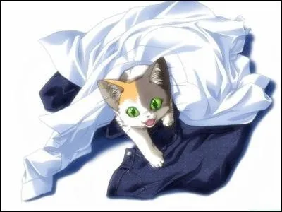 Tu vois un chat, tu...