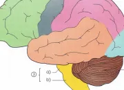Quiz CAP esthtique - biologie - systmes