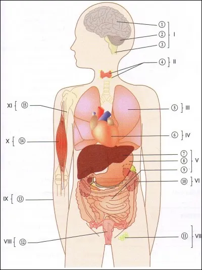A quoi correspond le système II, et quelle est sa fonction ?