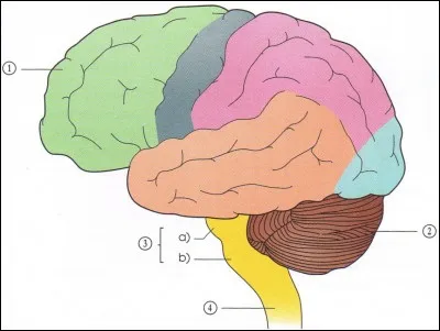 A quel numéro correspond la moelle épinière ?