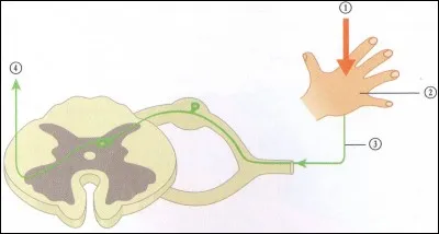 A quel numéro se placent les récepteurs sensoriels ?