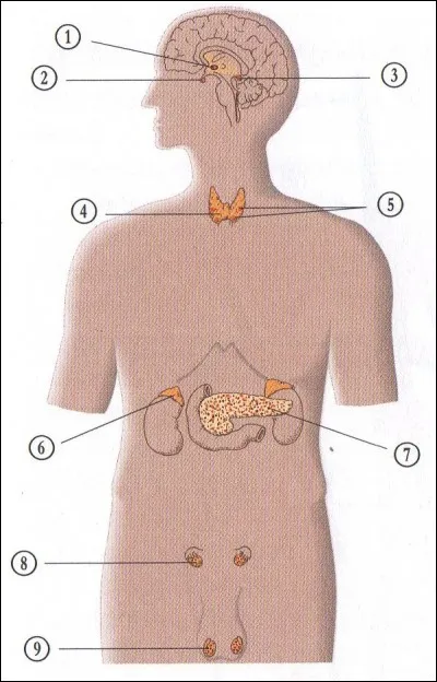 A quoi correspond le numéro 2 ?