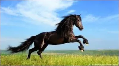 Que sont les chevaux dans le domaine automobile ?