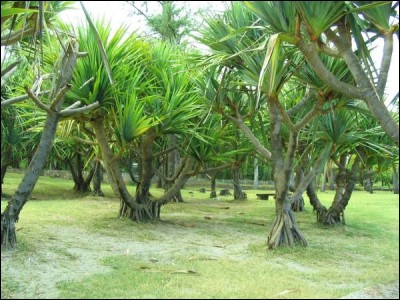 Très commun sur l'île, cet arbre, surnommé "pinpin", est reconnaissable à son fruit de couleur verte :