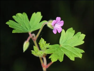 Très connu pour son odeur puissante de citronnelle, cette plante est très plébiscité à La Réunion pour faire des tisanes ou comme répulsif naturel contre les moustiques.