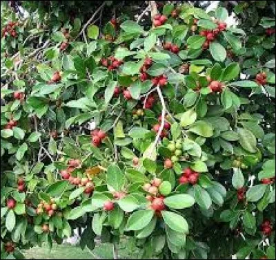 Plante de plus en plus envahissante aux fruits comestibles à haute teneur en vitamine C. Elle se trouve presque partout sur l'île :