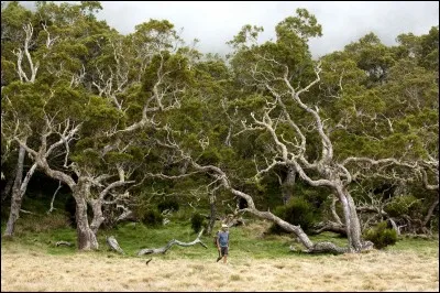 Cet arbre est le plus commun à La Réunion. Son bois est à la source d'une ébénisterie traditionnelle locale de grande qualité. Quel est son nom ?