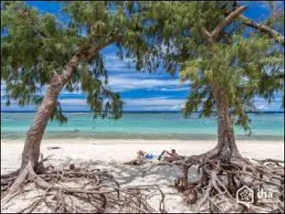 Très présent un peu partout sur l'île, cet arbre pouvant atteindre jusqu'à 30 mètres sert notamment à reboiser ou à recouvrir les dunes :