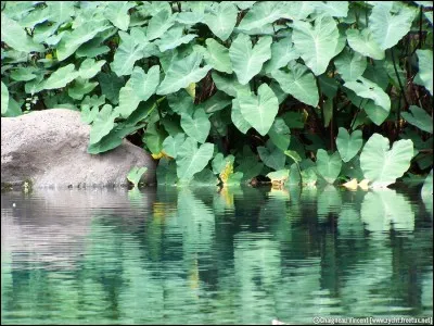 On peut trouver cette plante le long des cours d'eau. Elle est rarement gênante mais les surfaces envahies ont tendance à augmenter avec le temps. Ses racines se mangent. Comment s'appelle-t-elle ?