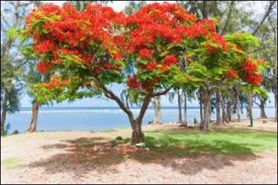 Cet arbre en fleurs est l'un des gros arbres les plus spectaculaires au monde. A La Réunion, ce grand parasol de fleurs rouges annonce les fêtes de fin d'année. Quel est son nom ?