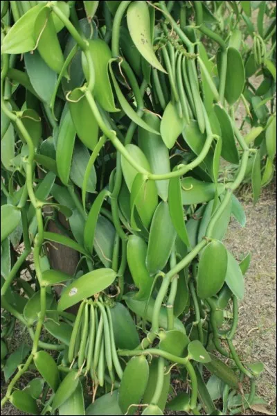 Orchidée aromatique cultivée à La Réunion, elle est très fréquente dans le Sud sauvage. La fleur est fécondée artificiellement et c'est la gousse qui est vendue après un long séchage :