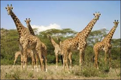 Sur quel continent vit la girafe ?