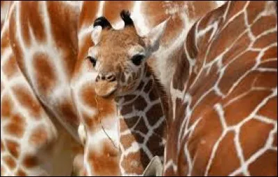 En cuisine, qu'est une "girafe" ?