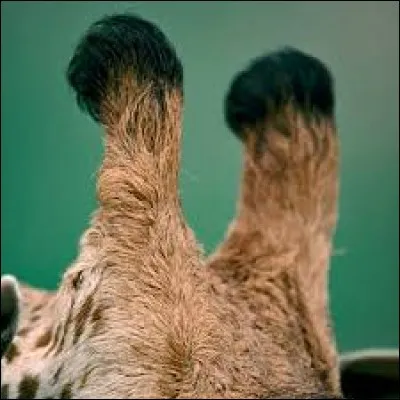 Comment appelle-t-on les appendices osseux sur la tête des girafes ?