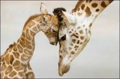Quelle est la durée de gestation d'une girafe ?