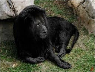 Les lions noirs existent.