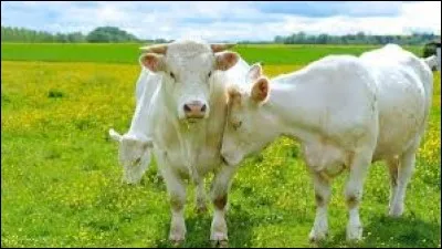 Le poids moyen d'une vache adulte varie en fonction de la race de 500 à 900 kg.