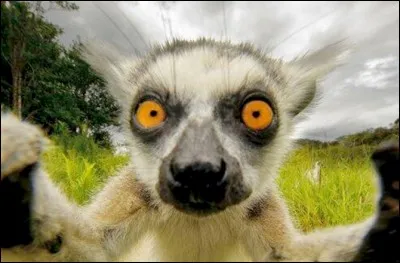 Quel est le nom de cet animal ?