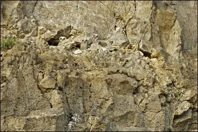 Quels animaux vois-tu sur cette photo ?