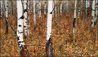 Un animal est visible sur la photo, quel nom porte-t-il ?