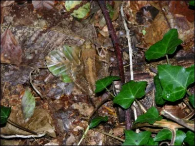 Quel animal vois-tu sur la photo ?