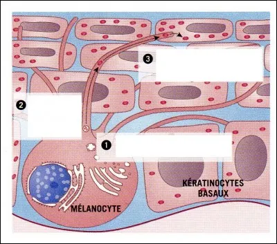 À quoi correspond le numéro 1 ?