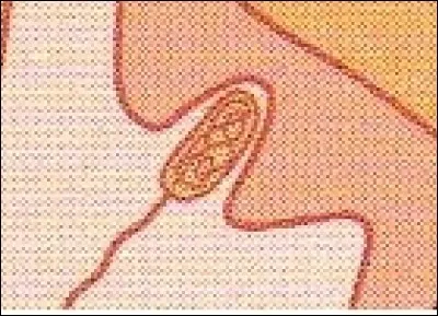 Quel est le nom de ce facteur sensoriel et que détecte-t-il ?