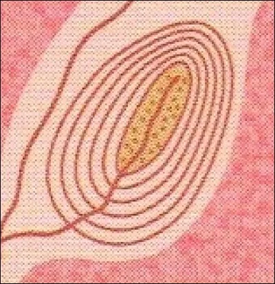 Quel est le nom de ce facteur sensoriel et que détecte-t-il ?