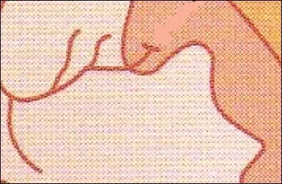 Quel est le nom de ce facteur sensoriel et que détecte-t-il ?