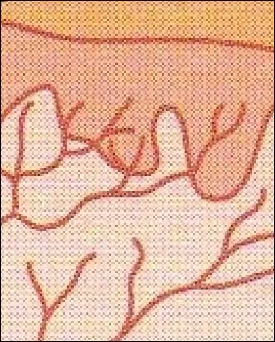 Quel est le nom de ce facteur sensoriel et que détecte-t-il ?