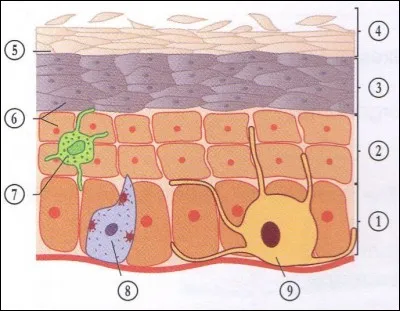 À quoi correspond le numéro 3 ?