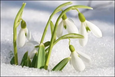 En quelle saison peut-on voir ces fleurs ?