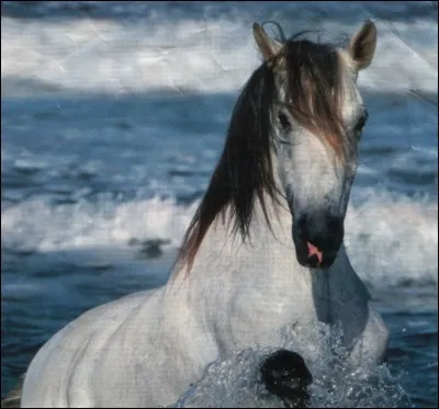 Quelle est la robe de l'image ?