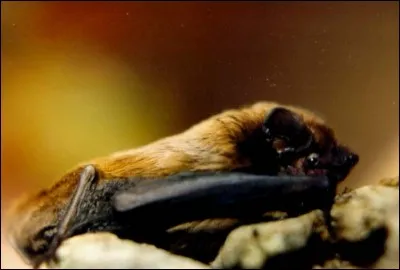 Noctule de Leisler est une espèce de...