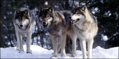 ....... est, à l'origine, un animal vivant dans une meute hiérarchisée, c'est ...